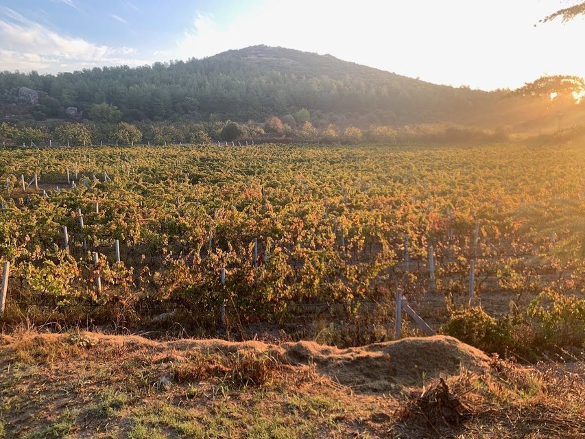 Homer's Wines, The Urla Wine Trail, Aegean, Urla, Alacati, Ephesus, Bodrum - Tour