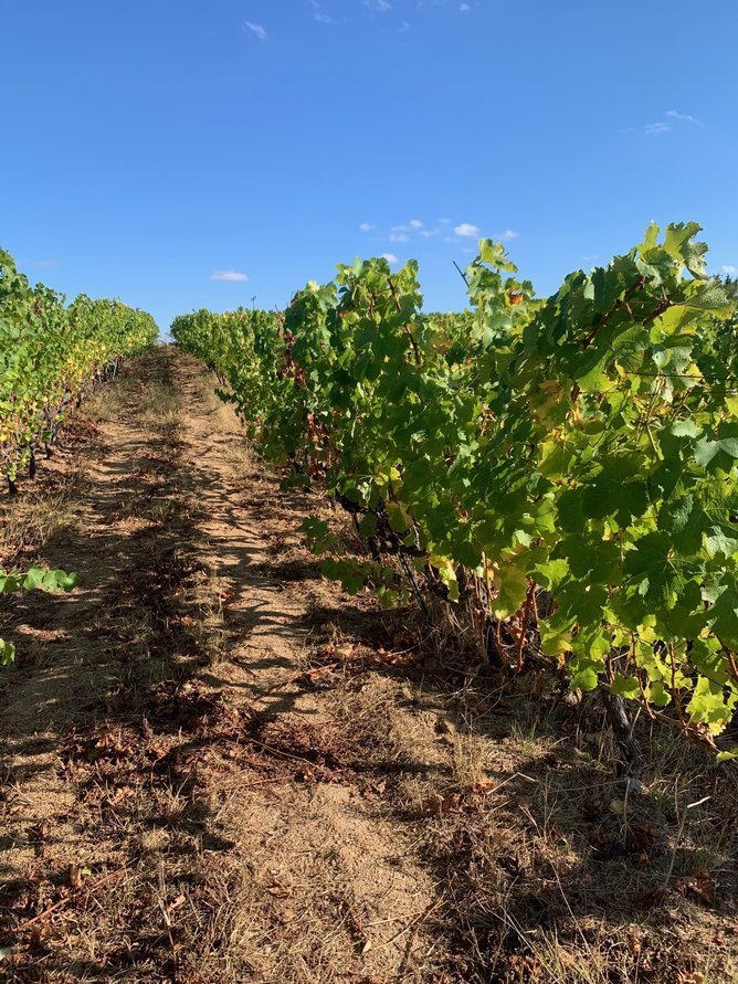 The Thrace Wine Route, Wine from Troy to the Present - Tour